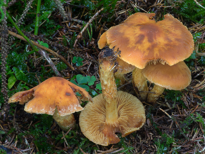 Cortinarius limonius